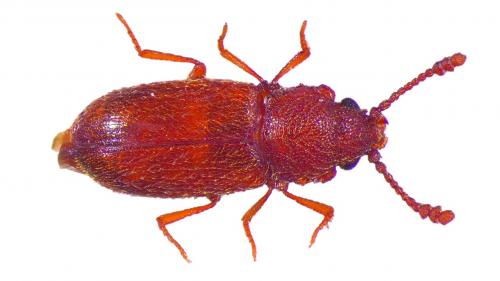 Réf. 216 164 : Cryptophagus dentatus